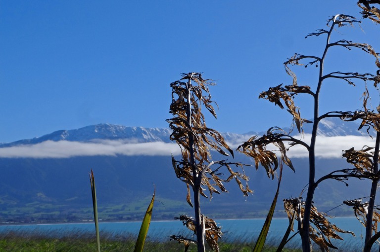 flax kaikoura montagnes
