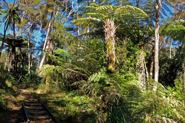 Karangahake gorges rail foret fougère