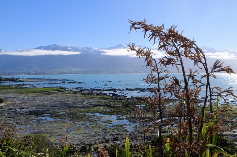 kaikoura alpes océan flax